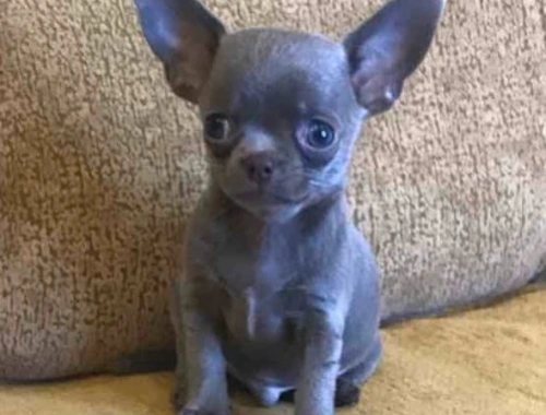 Chihuahua welpe zu verkaufen