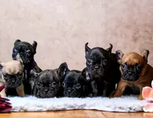 Französische Bulldoggen Welpen sofort Abgabe bereit