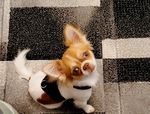 Chihuahua weiss braun