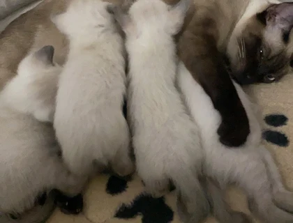 Siam Kätzchen / Kitten suchen ein schönes Zuhause