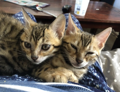 Bengal Mix Kitten