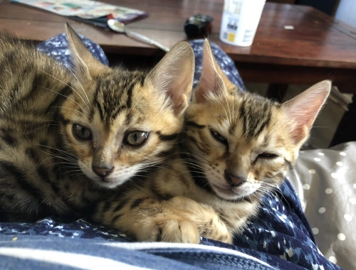 Bengal Mix Kitten