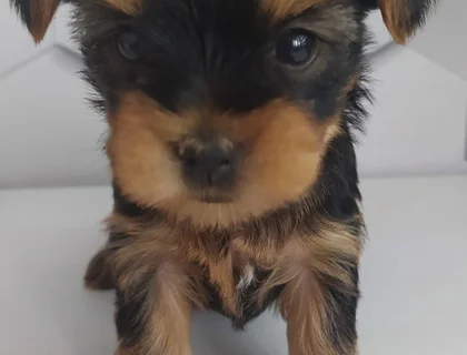 Yorkshire Terrier Welpen