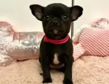 Süsse Wunderschöne Mini-Chihuahua-Welpen (Langhaar und. Kurzhaar)