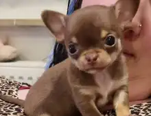 Traumhafte Superkleine Erhältlich mini Chihuahua Welpen, 10 Wochen alt, kurz- und langhaar