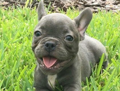 Französische bulldogge für ein gutes Zuhause