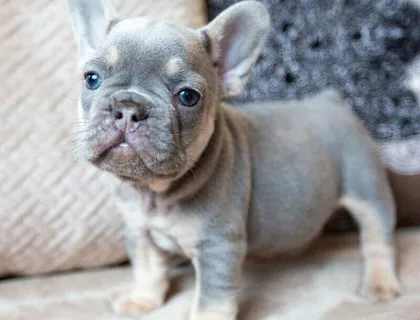 Französische Bulldoggen Blue / Blue red fawn