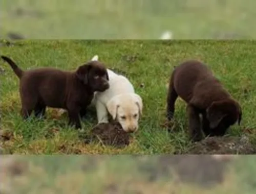 Wunderschöne Labrador welpen -silber und braun