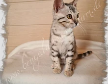 Bengal Katze silver spotted *Abgabebereit*