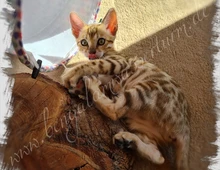 Bengalen /Bengal Katze & Kater brown rosetted