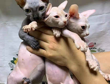 Edelfarbige Don Sphynx Kitten: nur noch 1 frei