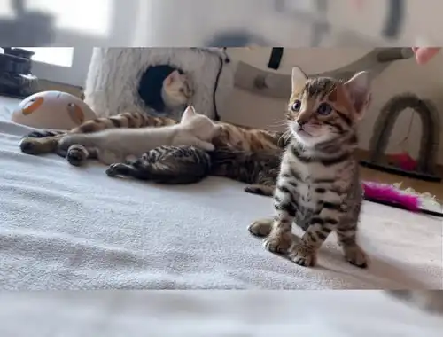 Wunderschöne reinrassige Bengal Kitten
