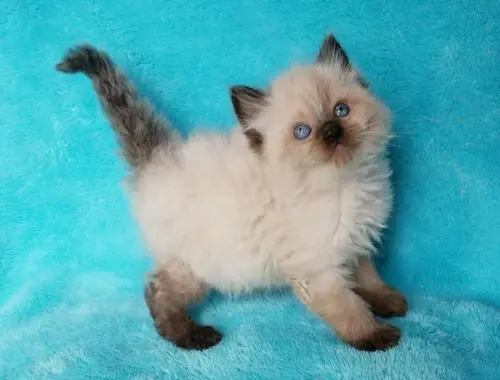 Kleinanzeige Ragdoll Kätzchen mit blau augen