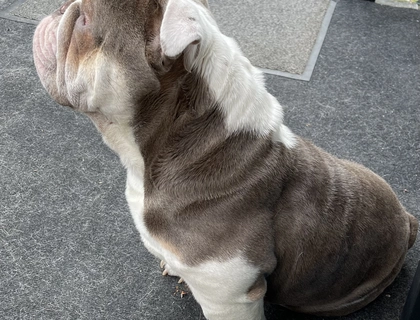 Englische Bulldogge Rüde 17 Monate