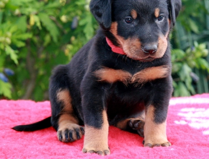 Beauceron Welpen mit FCI Stammbaum