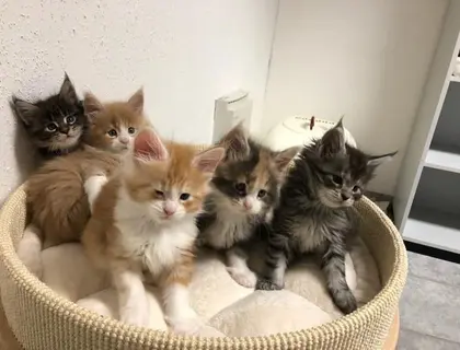 Schöne Maine Coon Babys Kitten mit Papieren zu verkaufen