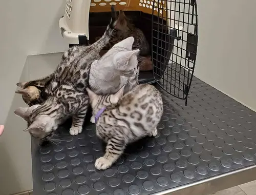 Bengal Kitten Snow Lynx 13 Wochen Geimpft und Entwurmt
