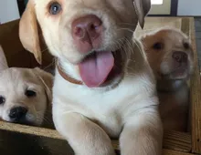 Labrador Welpen zur Abgabe bereit.