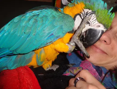 7 Monate alter Ara-Papagei