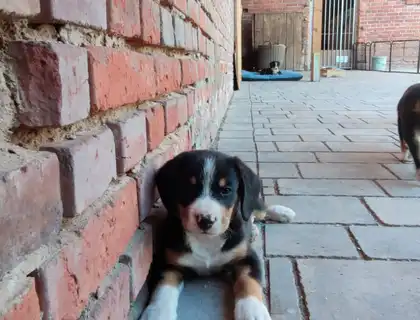 Entlebucher Sennenhund Welpen