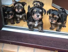 Yorkshire Terrier Welpen Black and Tan mit Ahnentafel,