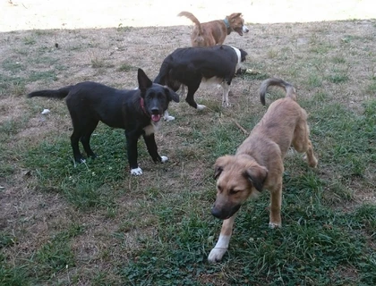 Border Collie x Altdeutscher Hütehund