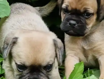 Süße Puggle Welpen