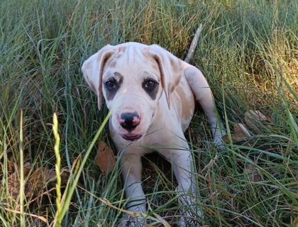 Deutsche dogge Welpen