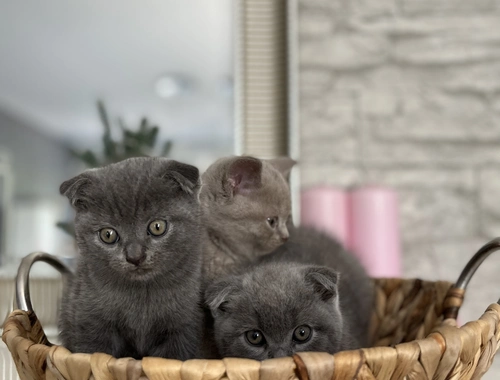 BKH Kitten Katzenbabys