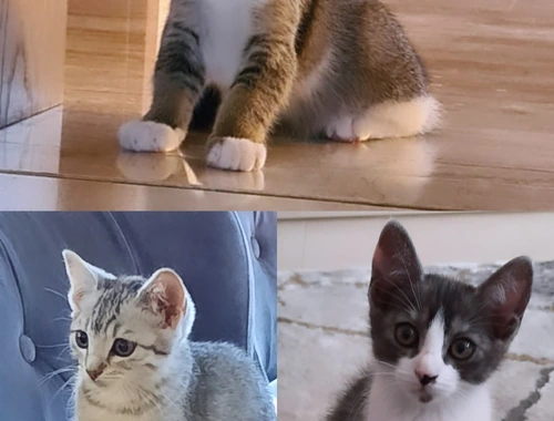 Wunderschöne Kitten suchen neues Zuhause