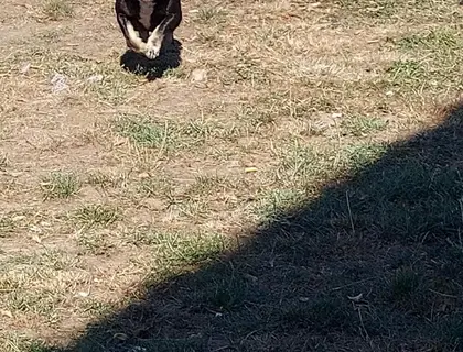 Französische Bulldogge Hündin