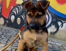 Welpe Schäferhund-Terrier