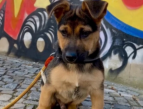 Welpe Schäferhund-Terrier