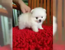 MINI Pomeranian Spitzwelpe