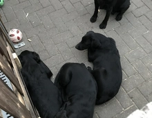 Reinrassige Labrador Welpen