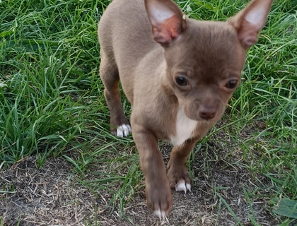 Chihuahua Welpen