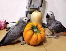 Grau papagei