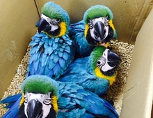 Blaue und goldene Ara Papageien