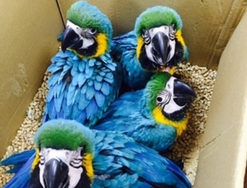 Blaue und goldene Ara Papageien.