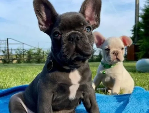 Super süße französische Bulldoggen Welpen zu verkaufen