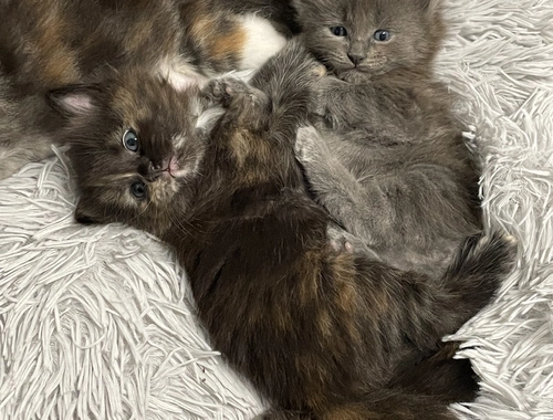 2 ganz süße Ragdoll Maine coon kitten suchen noch ein Zuhause