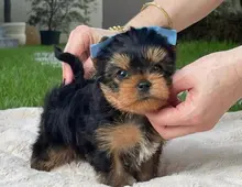 Yorkshire Terrier Welpen