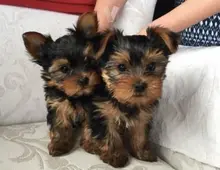 Yorkshire Terrier Welpe