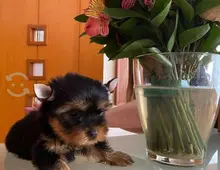 Yorkshire Terrier Biewer