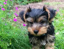 Yorkshire Terrier Biewer