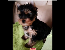 Yorkshire Terrier Welpe