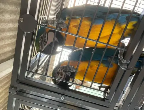 2 Ara-Papageien brauchen ein Zuhause