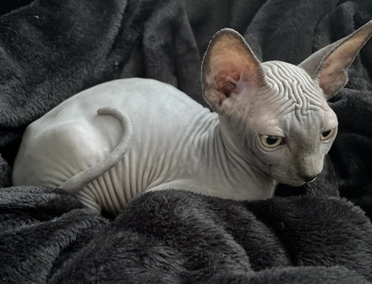 Sphynx Kätzchen