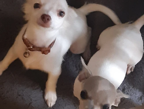 Reinrassige Chihuahua welpen