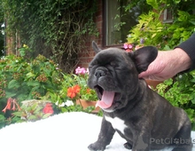 Französische Bulldogge Welpen zu verkaufen